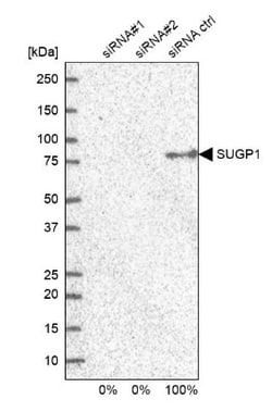 SF4 Antibody, Novus Biologicals 0.1mL; Unlabeled:Antibodies, Polyclonal